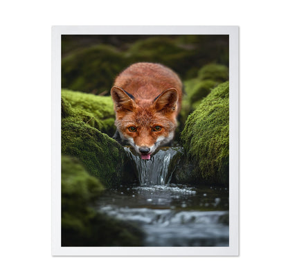 Fox Drinking Water
