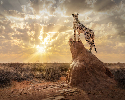 Cheetah Sunset Watch