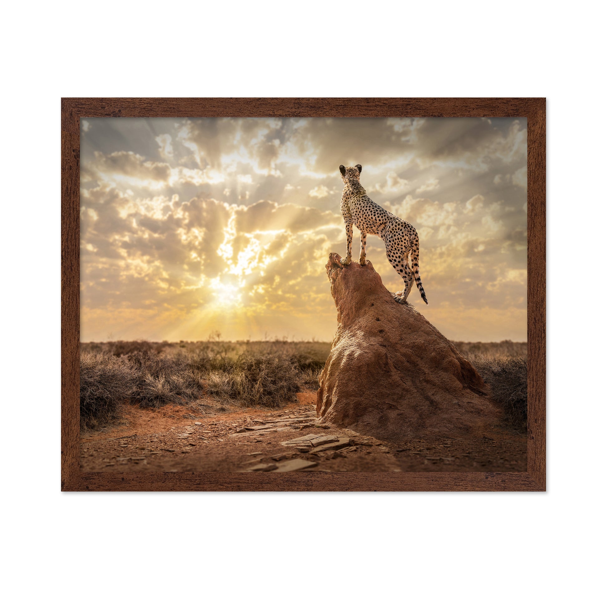 Cheetah Sunset Watch