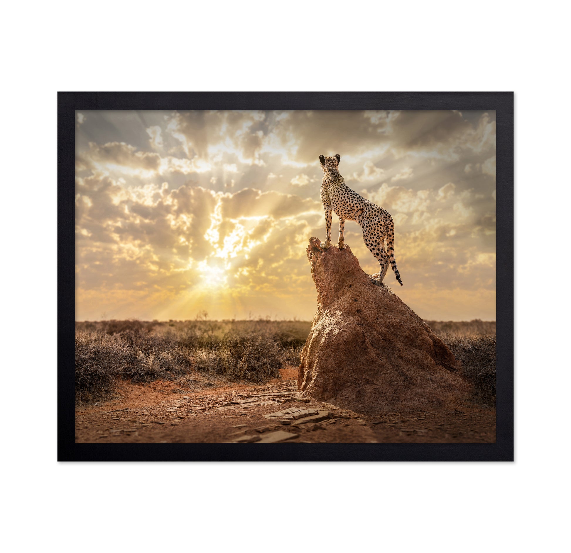 Cheetah Sunset Watch