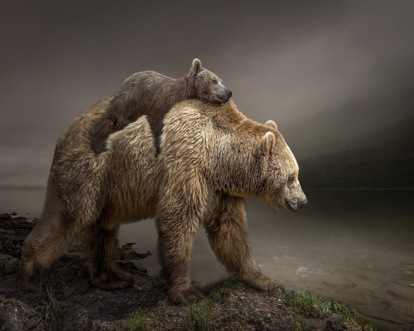 Bear Cub Ride