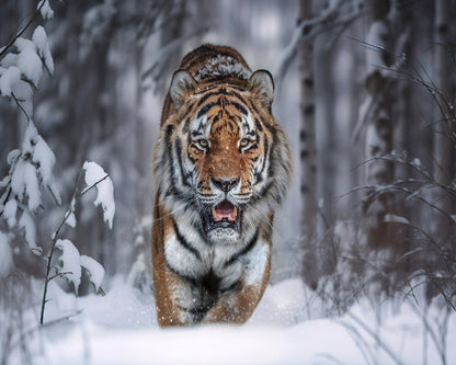 Tiger In Snow