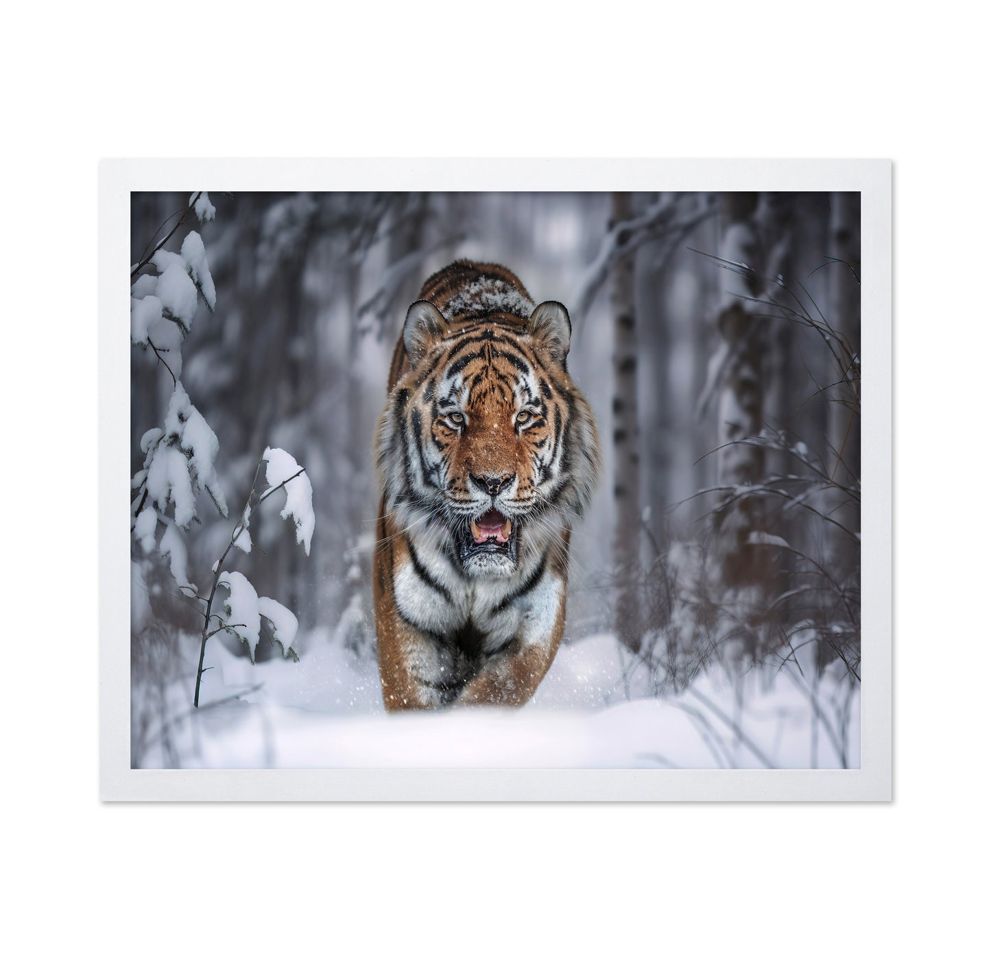 Tiger In Snow