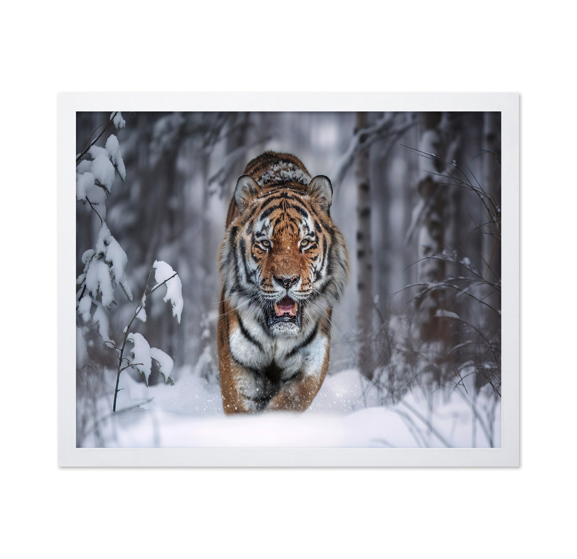 Tiger In Snow