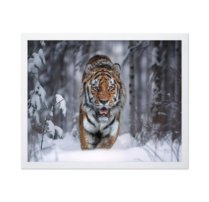 Tiger In Snow