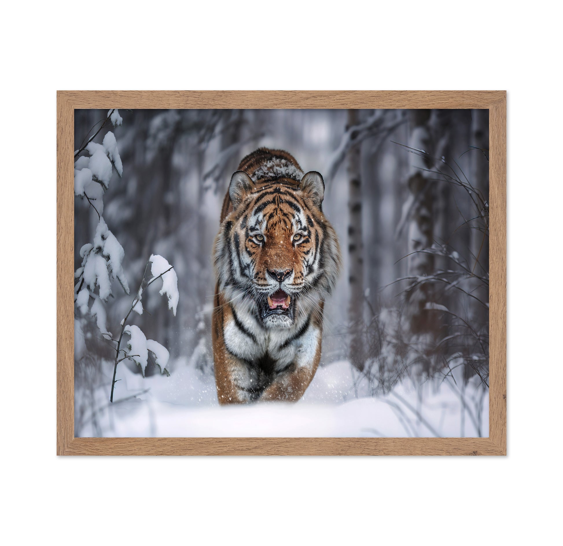 Tiger In Snow