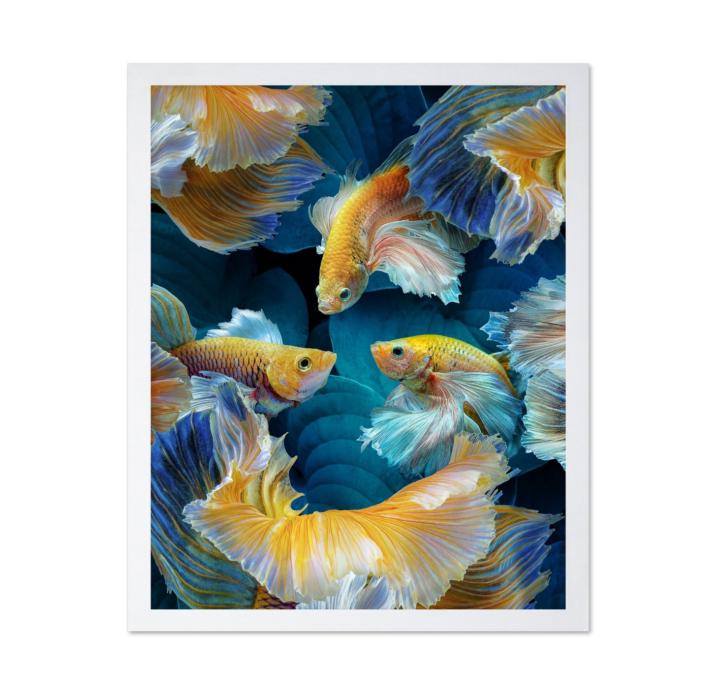 Colorful Betta Fish
