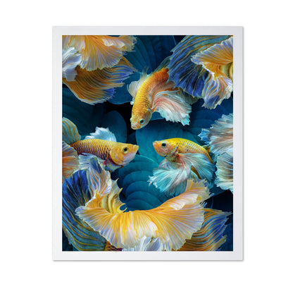 Colorful Betta Fish