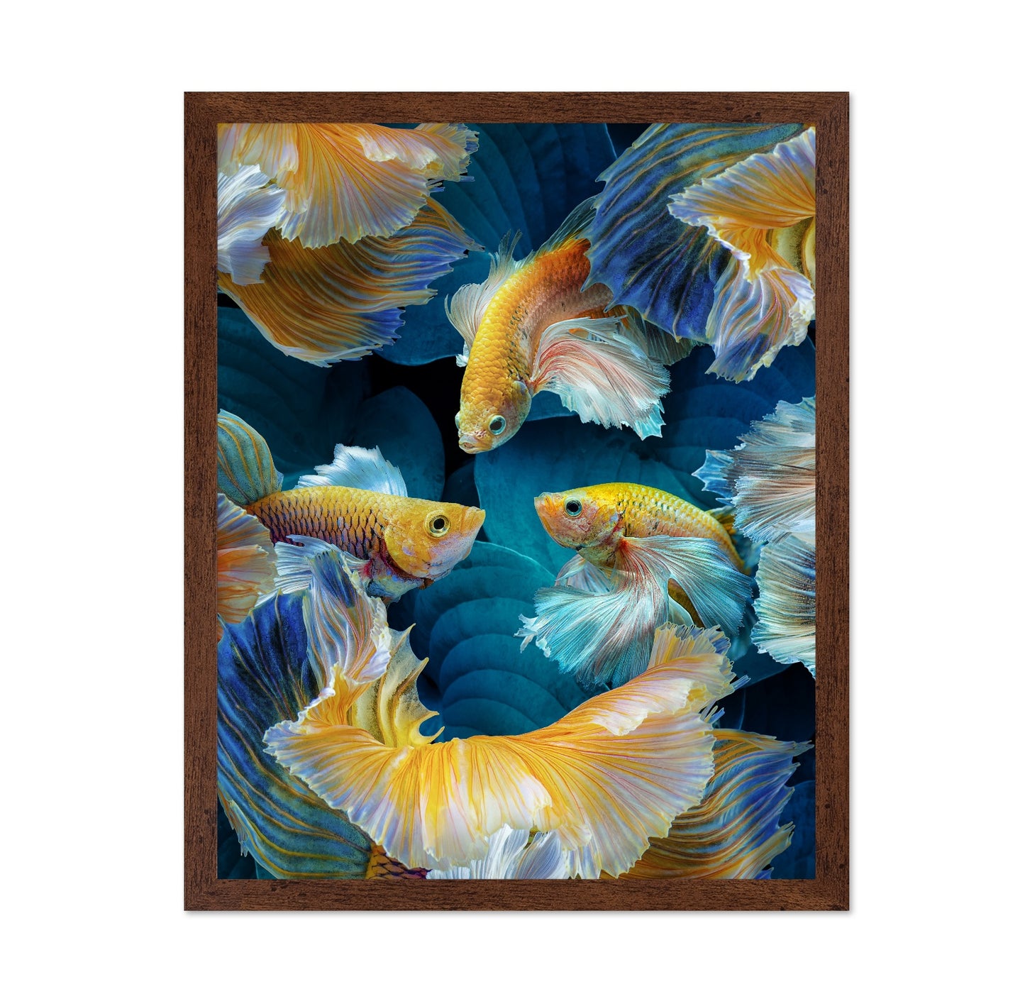 Colorful Betta Fish