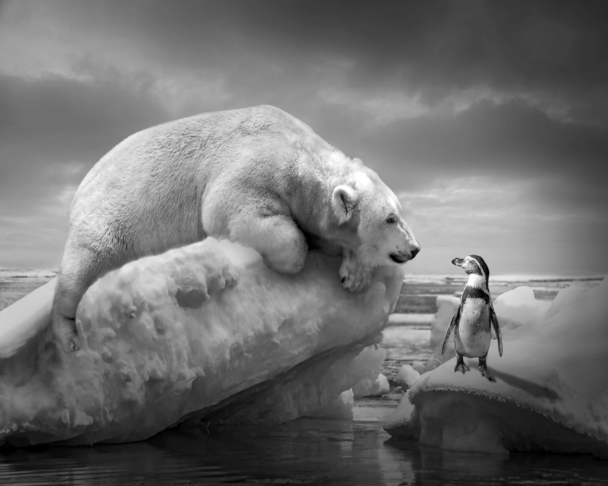 Polar Bear and Penguin