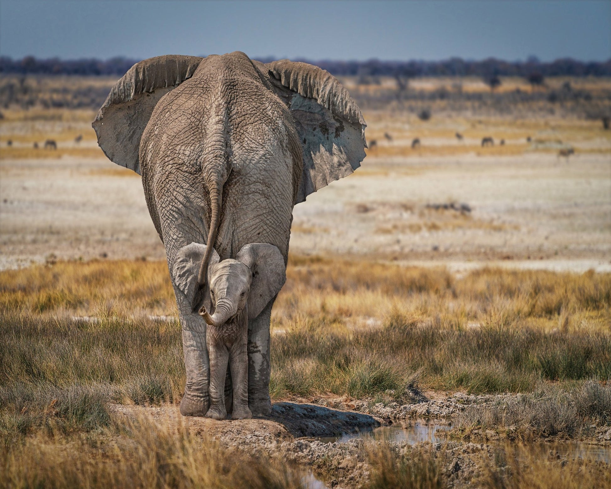 Mother and Baby Elephant
