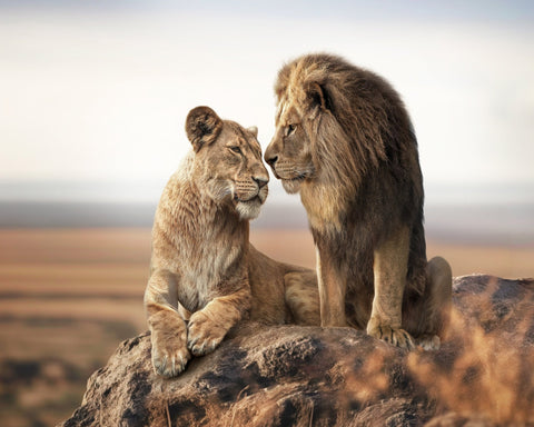 Lion Couple Bond No2