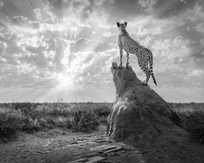 Cheetah Sunset Silhouette