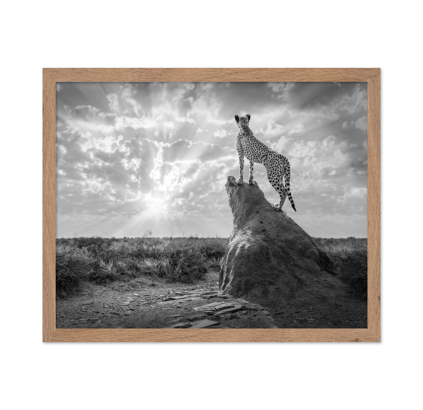 Cheetah Sunset Silhouette