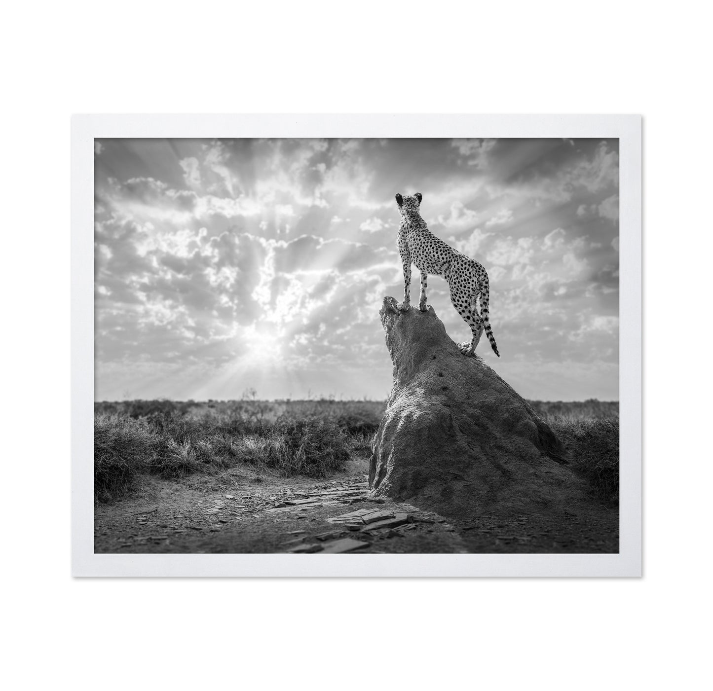 Cheetah Sunset Silhouette