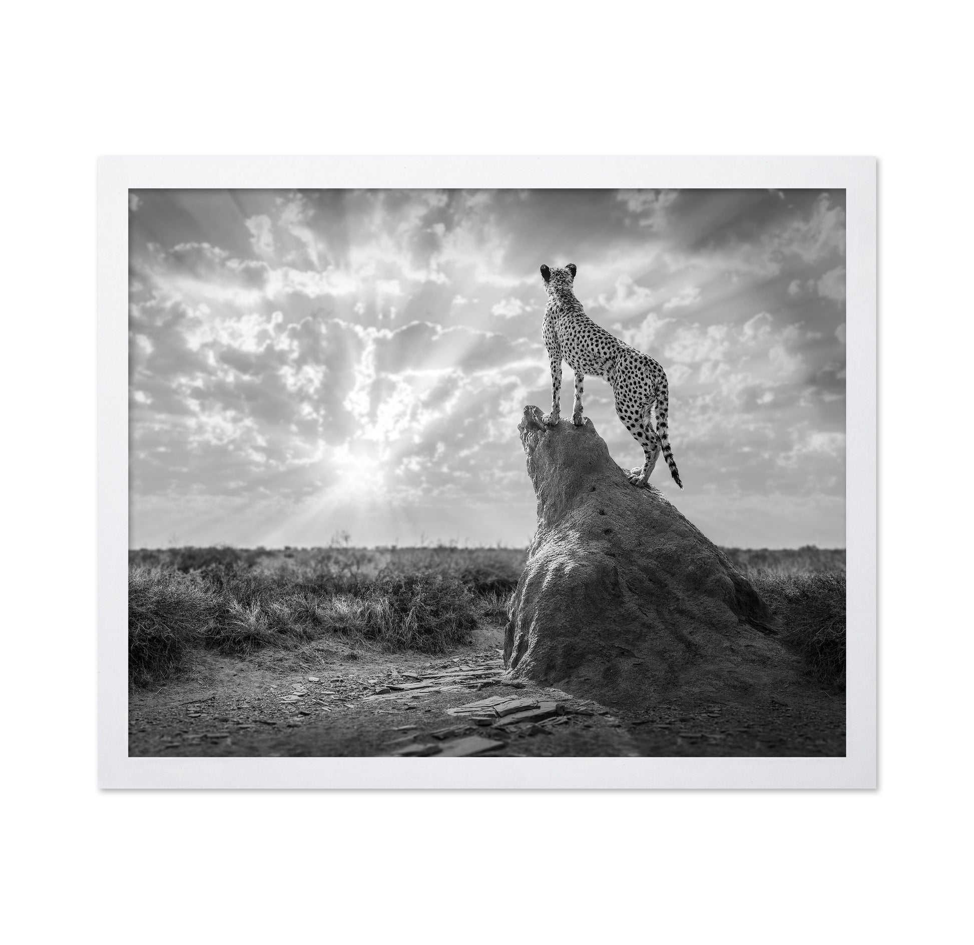 Cheetah Sunset Silhouette