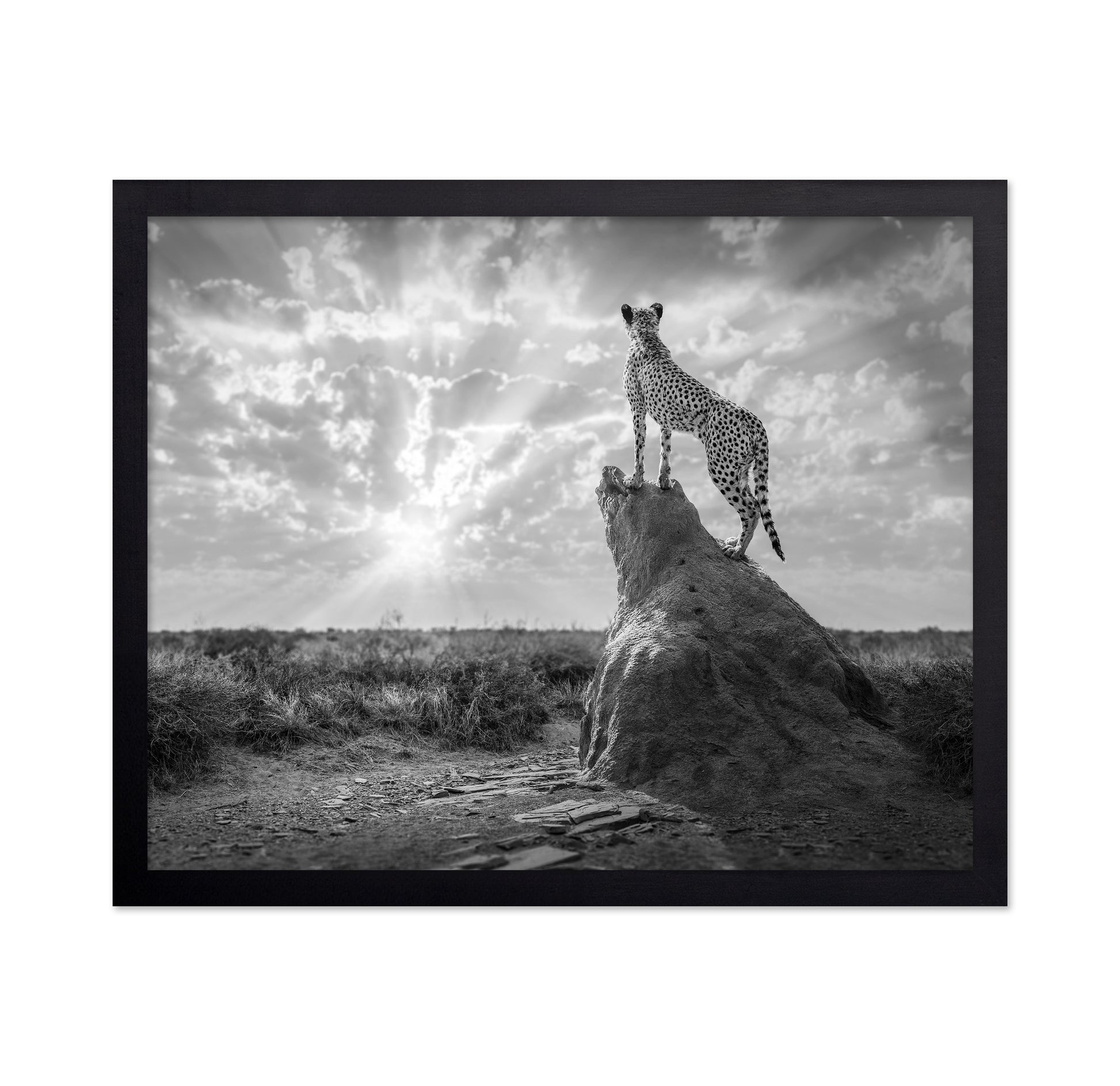 Cheetah Sunset Silhouette