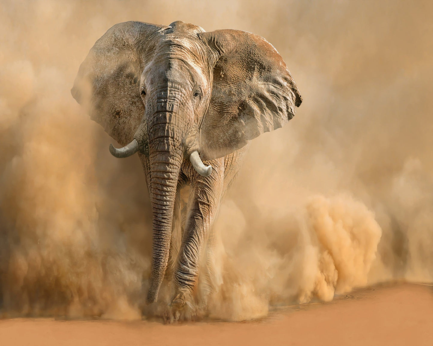 Charging Desert Elephant