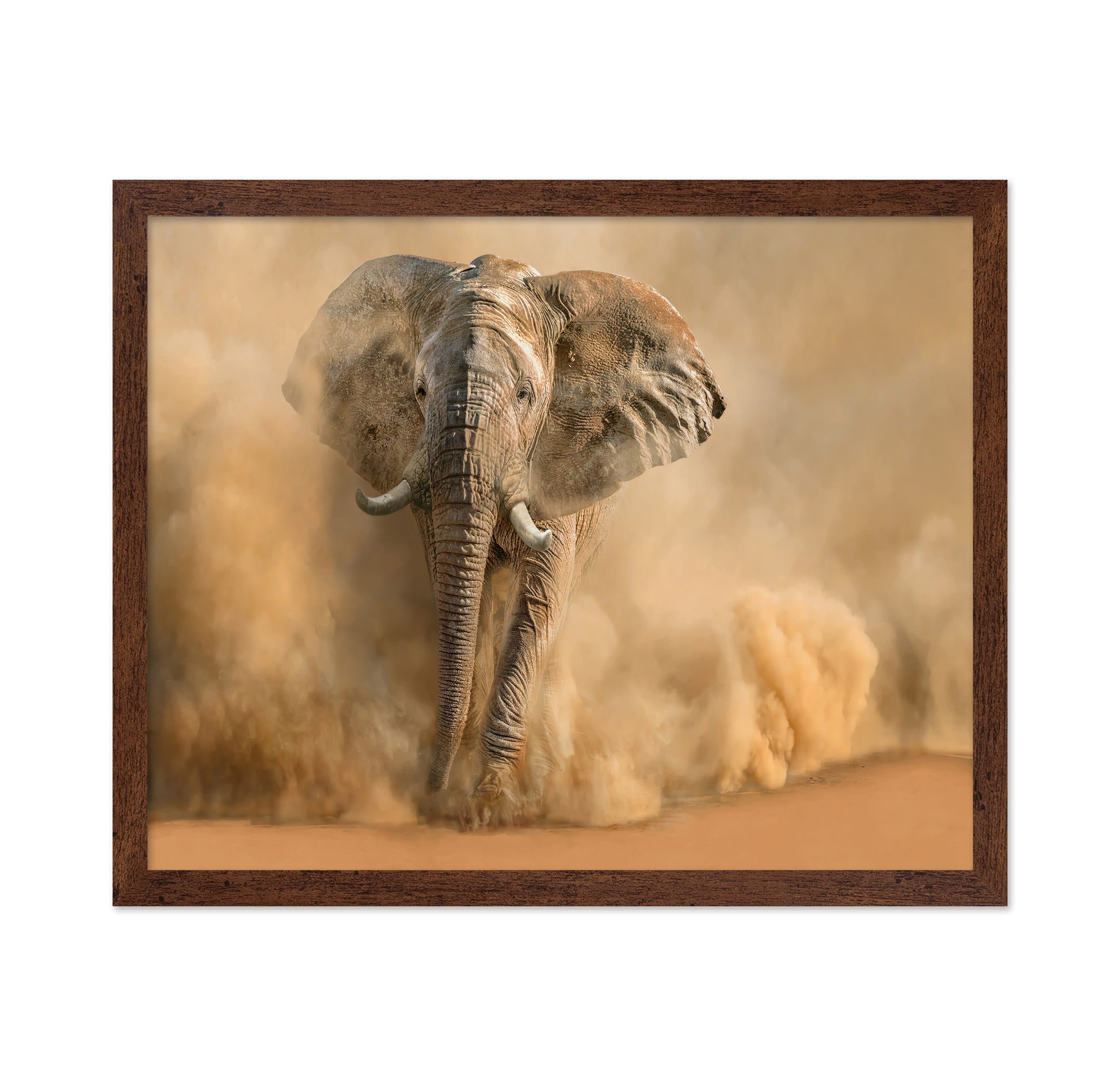 Charging Desert Elephant