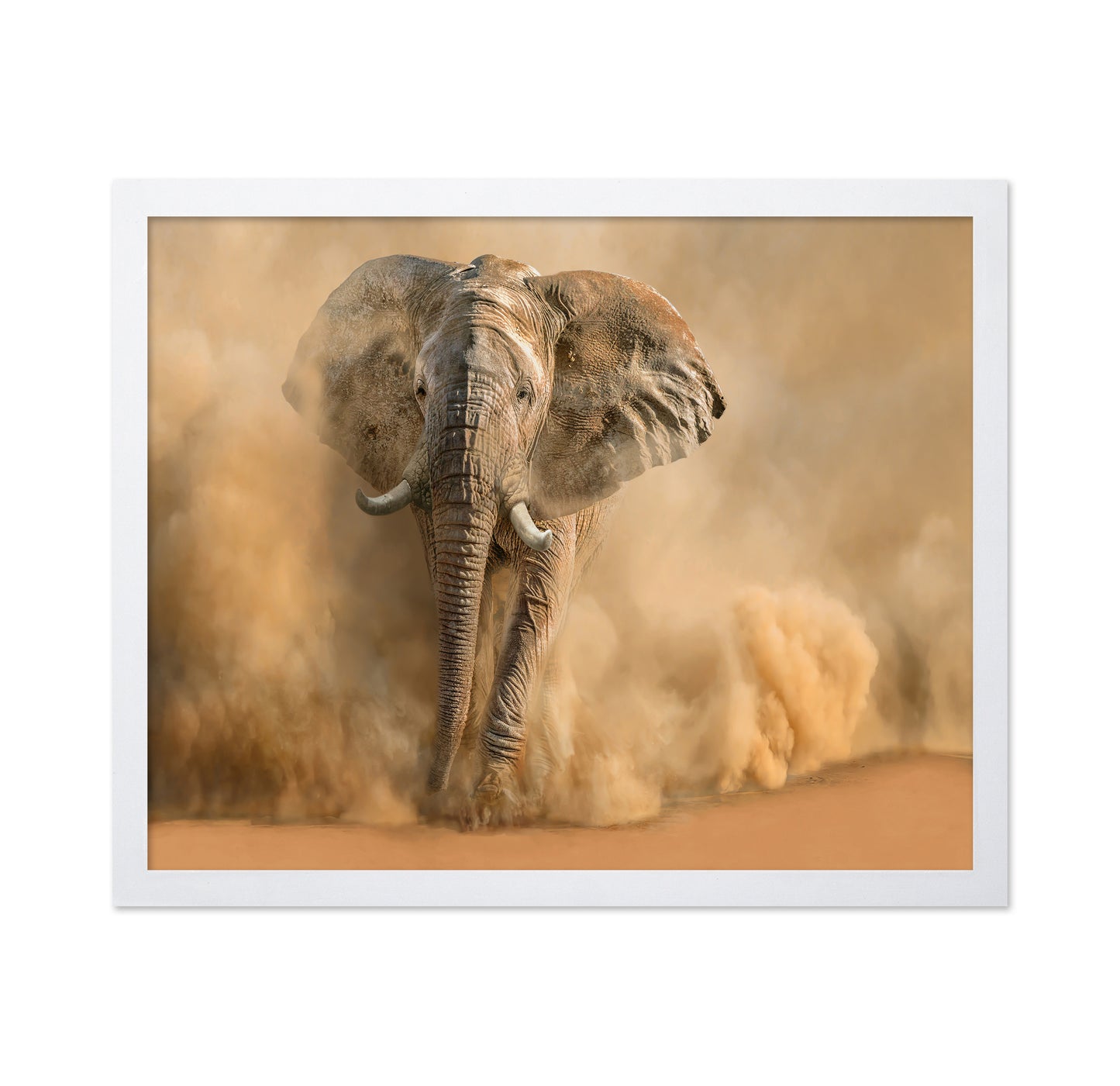 Charging Desert Elephant