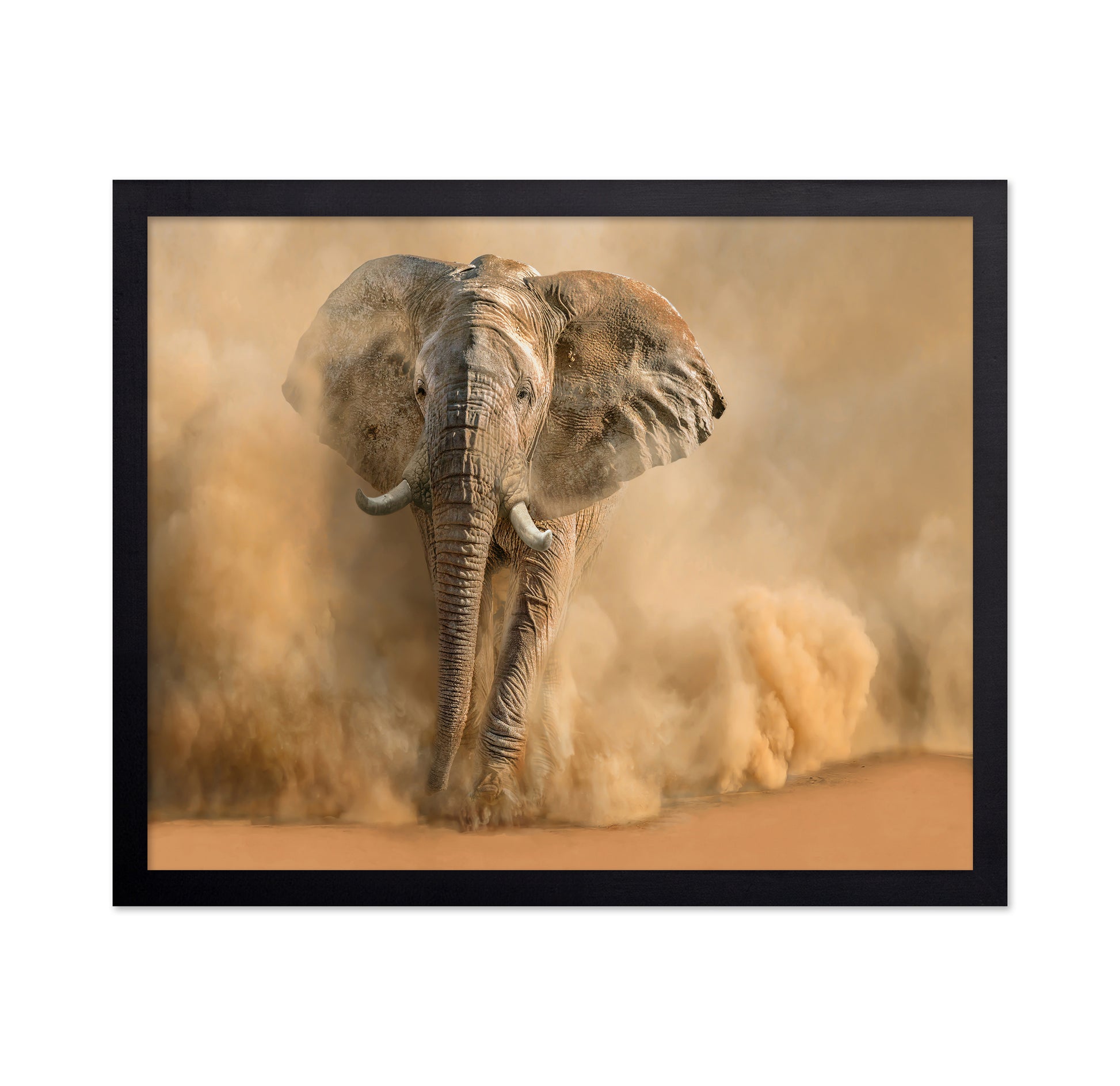 Charging Desert Elephant