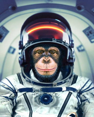 Astronaut Monkey Portrait