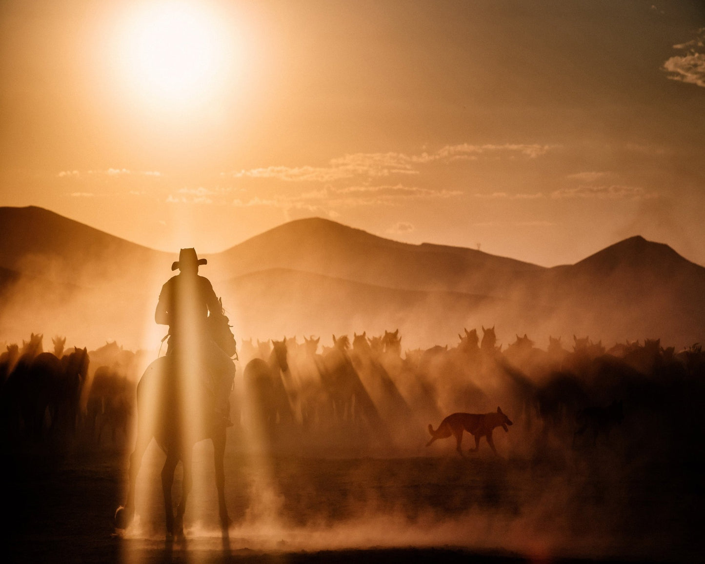 Cowboy Herd Sunset No1
