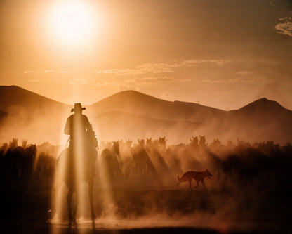Cowboy Herd Sunset No1