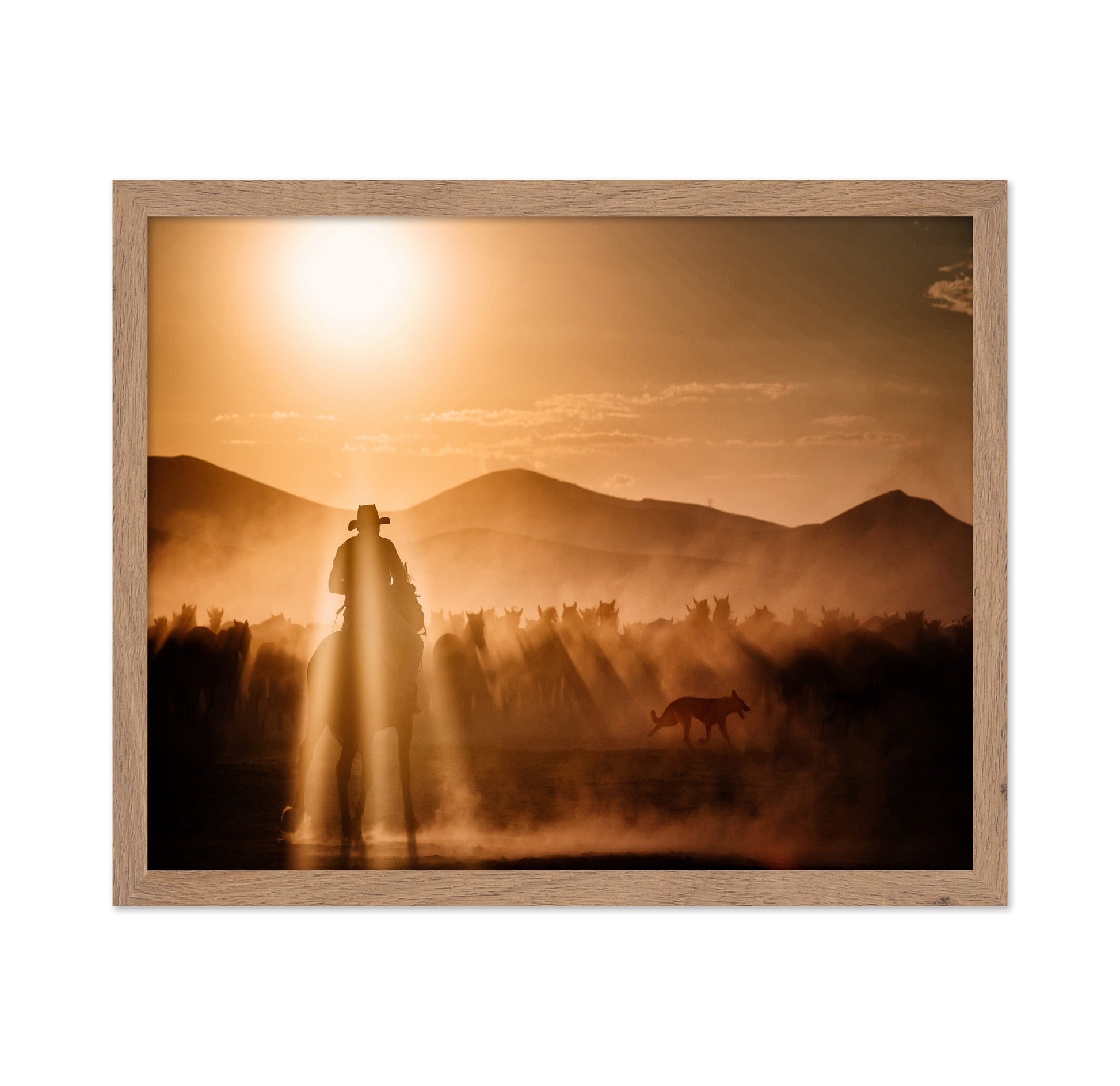 Cowboy Herd Sunset No1