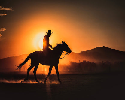Cowboy Horse Sunset