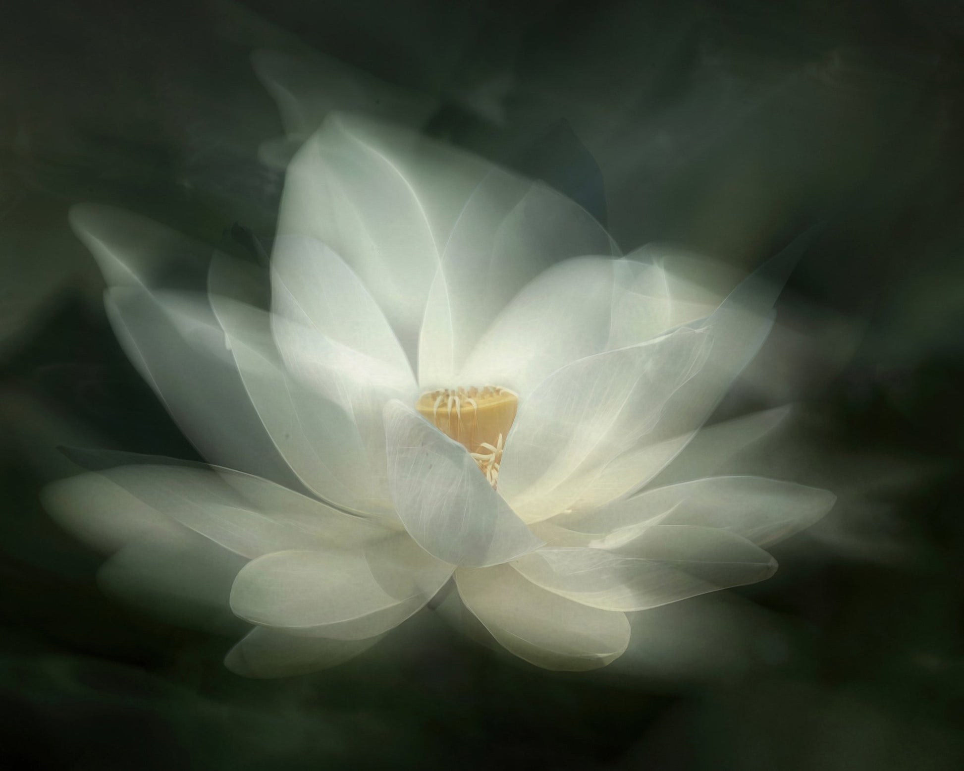 White Lotus Bloom