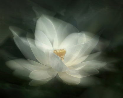 White Lotus Bloom