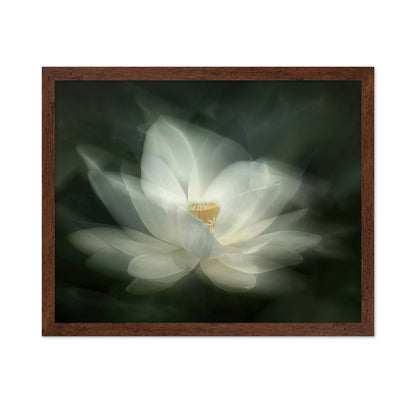 White Lotus Bloom