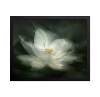 White Lotus Bloom