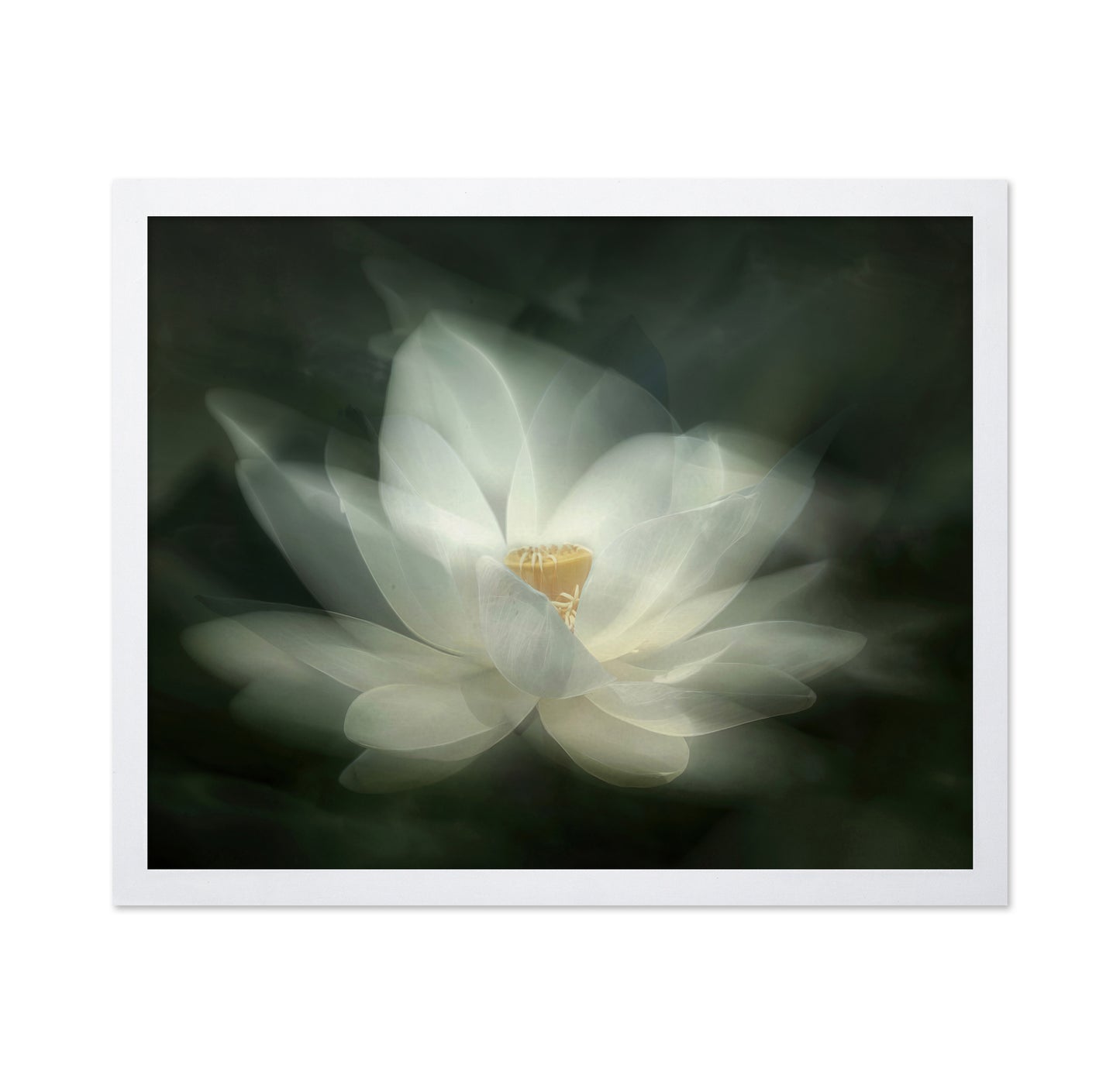 White Lotus Bloom