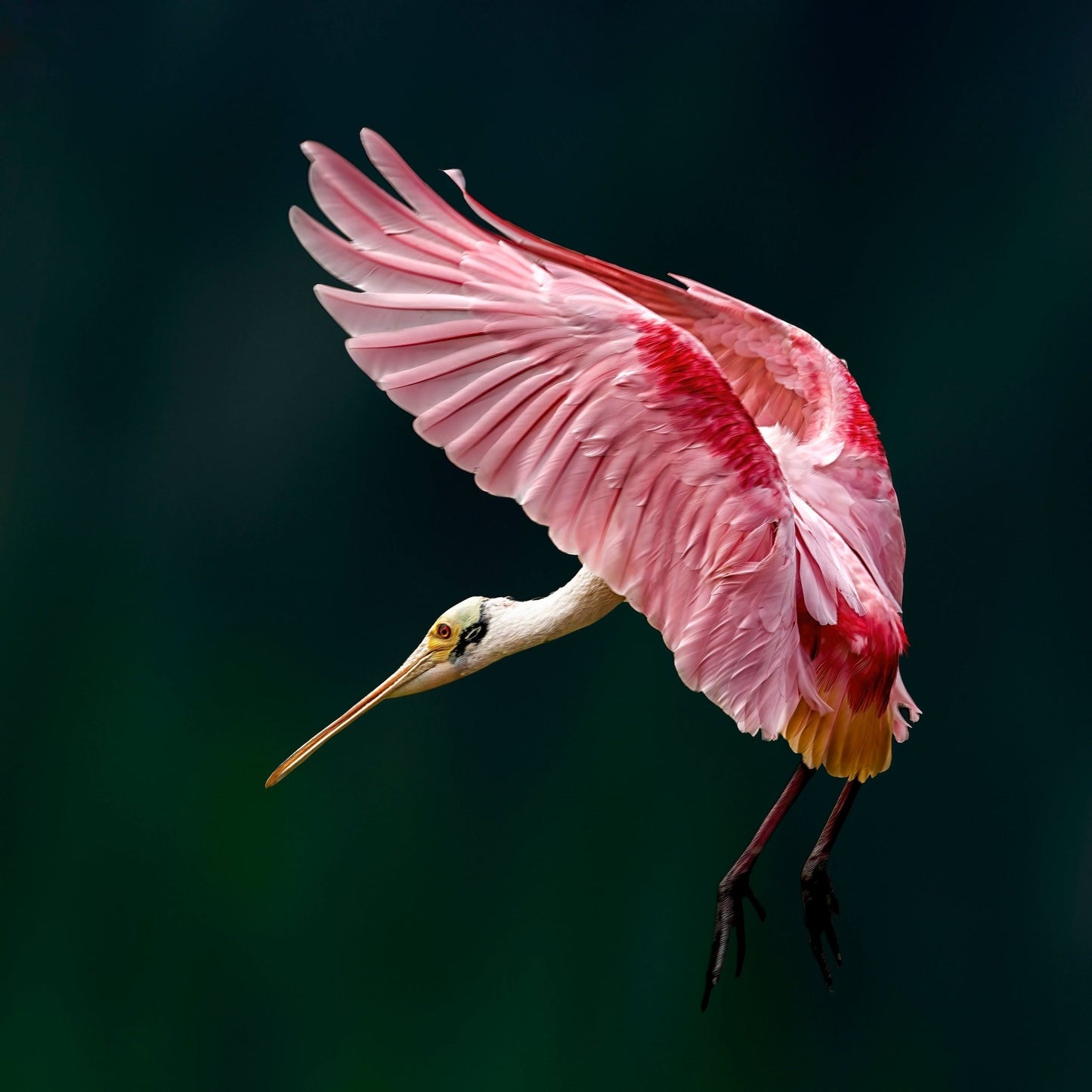 Roseate Spoonbill Flight