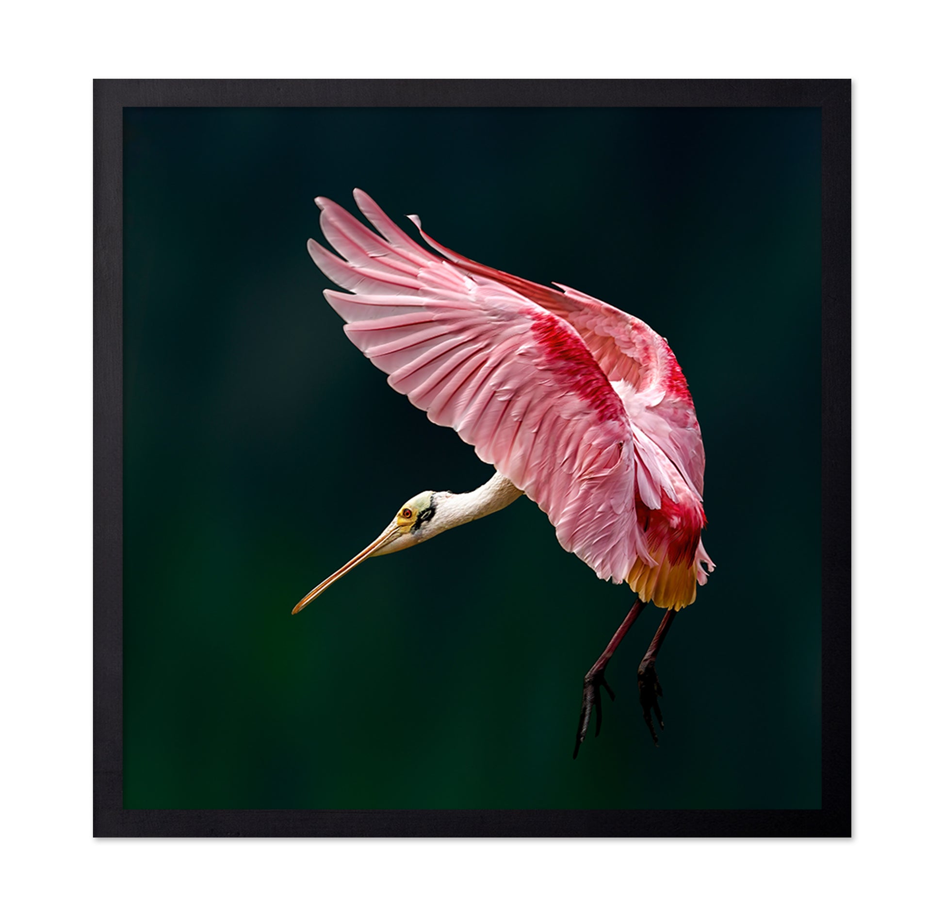 Roseate Spoonbill Flight