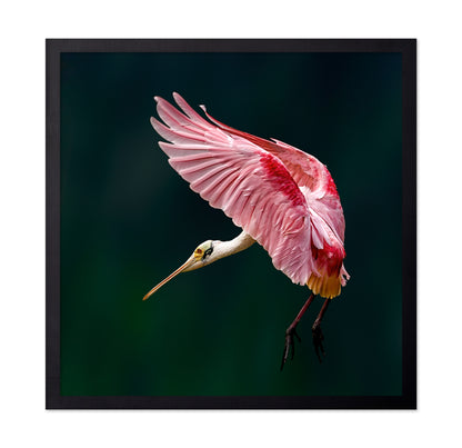Roseate Spoonbill Flight