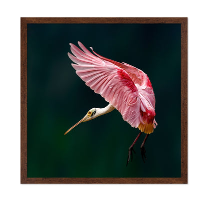 Roseate Spoonbill Flight