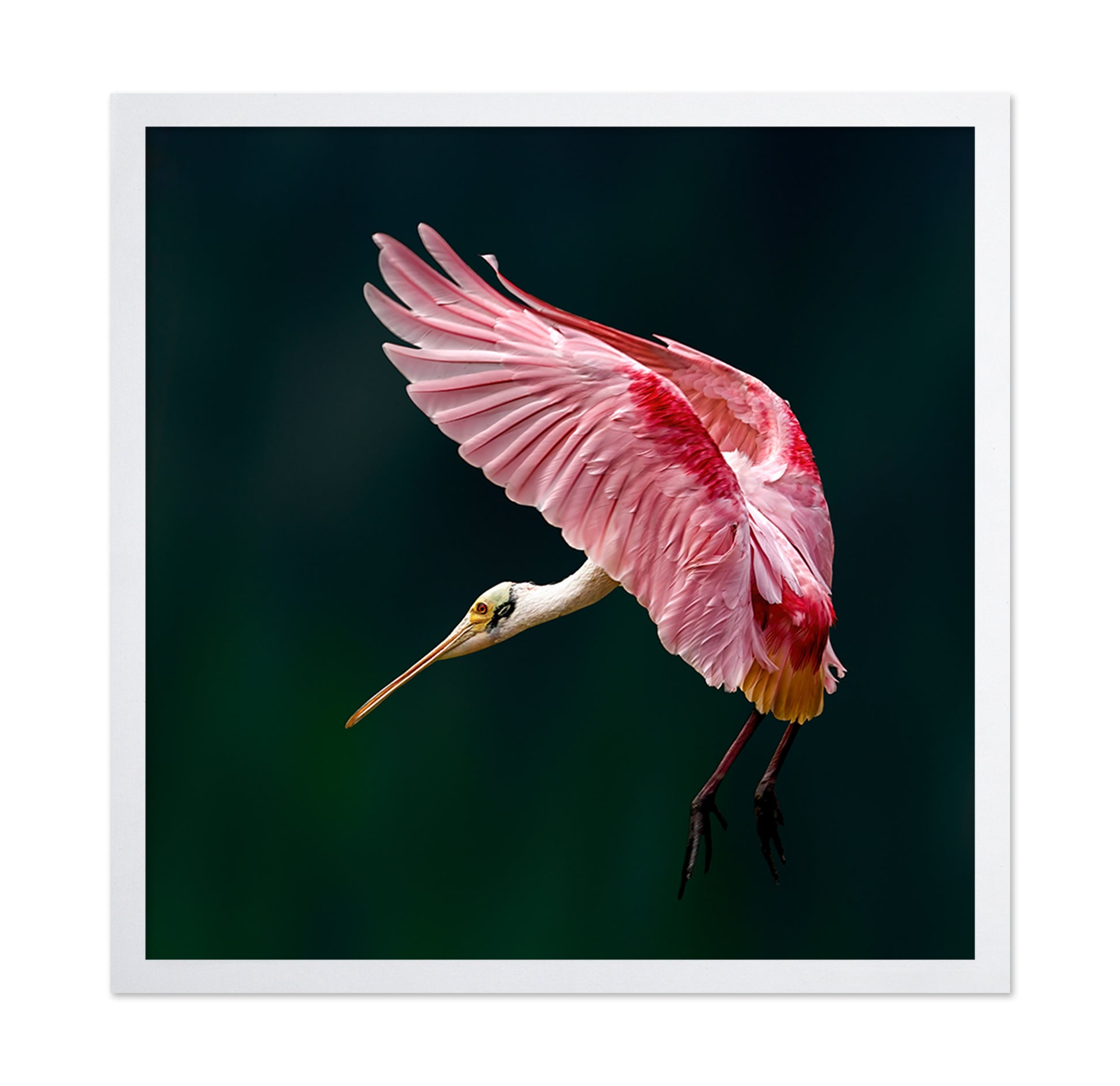 Roseate Spoonbill Flight