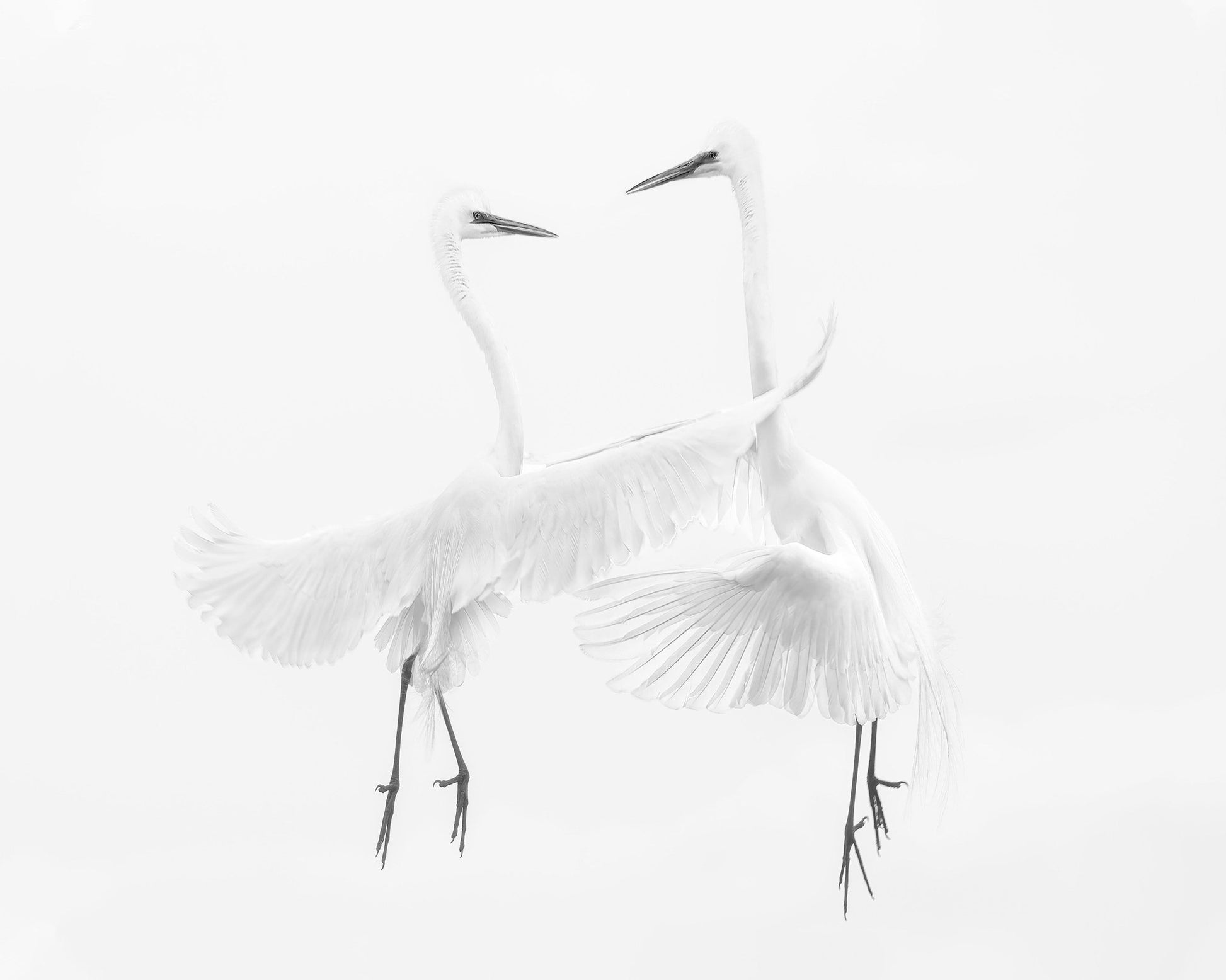 Ethereal Egret Dance