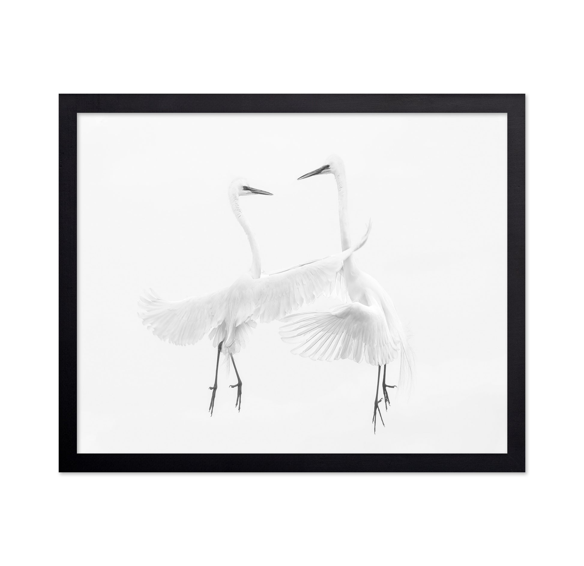 Ethereal Egret Dance