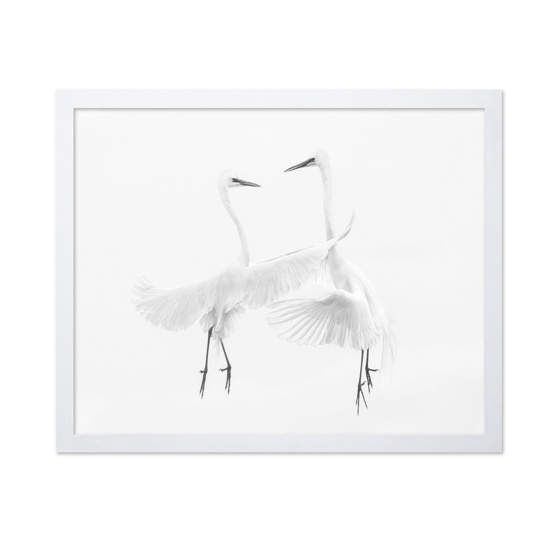 Ethereal Egret Dance