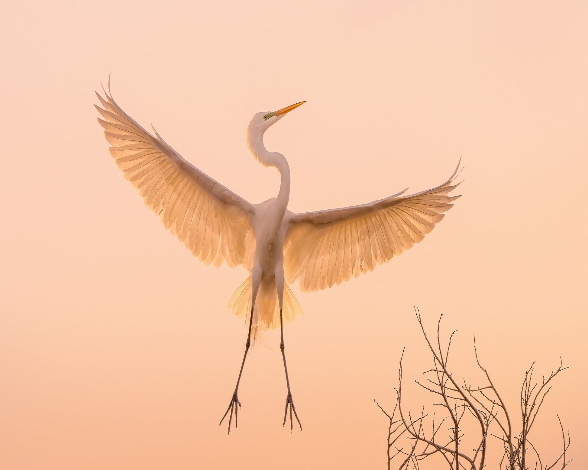 Golden Winged Egret