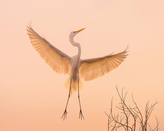Golden Winged Egret