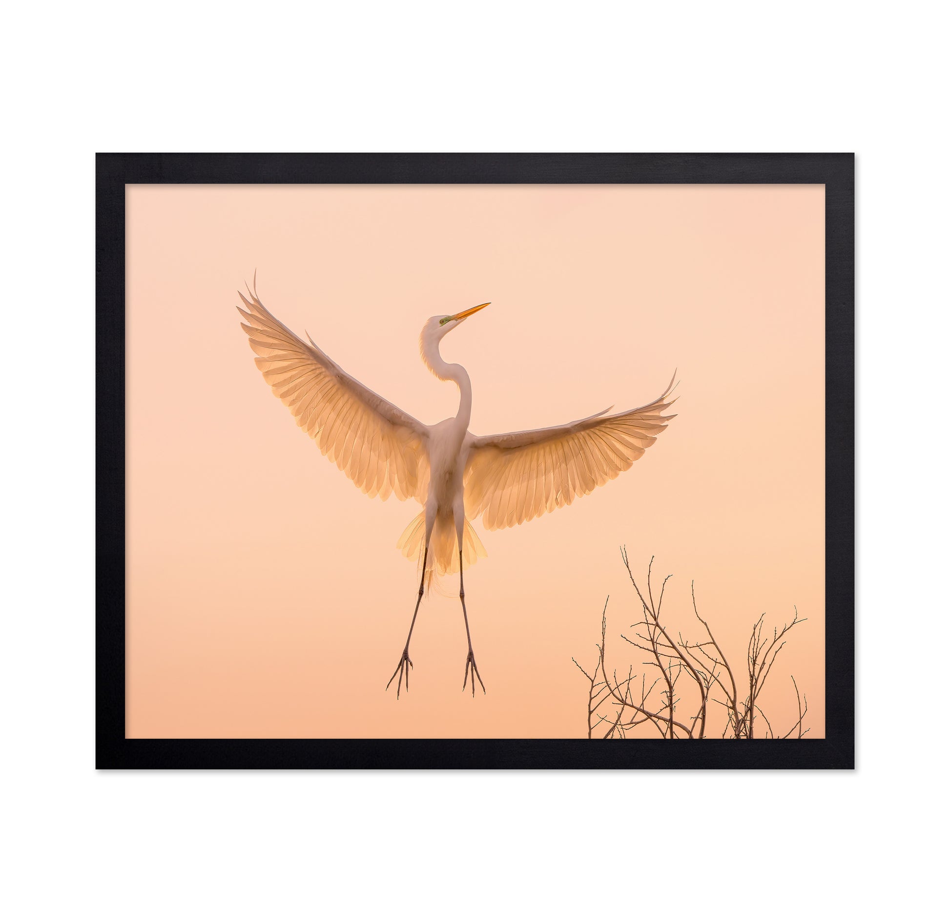 Golden Winged Egret