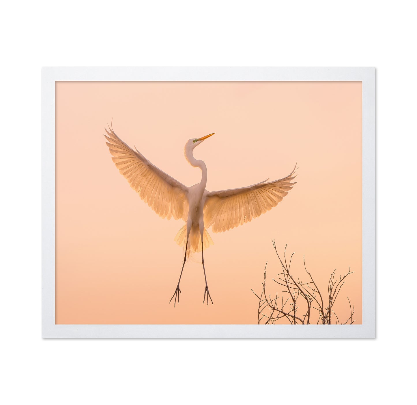 Golden Winged Egret