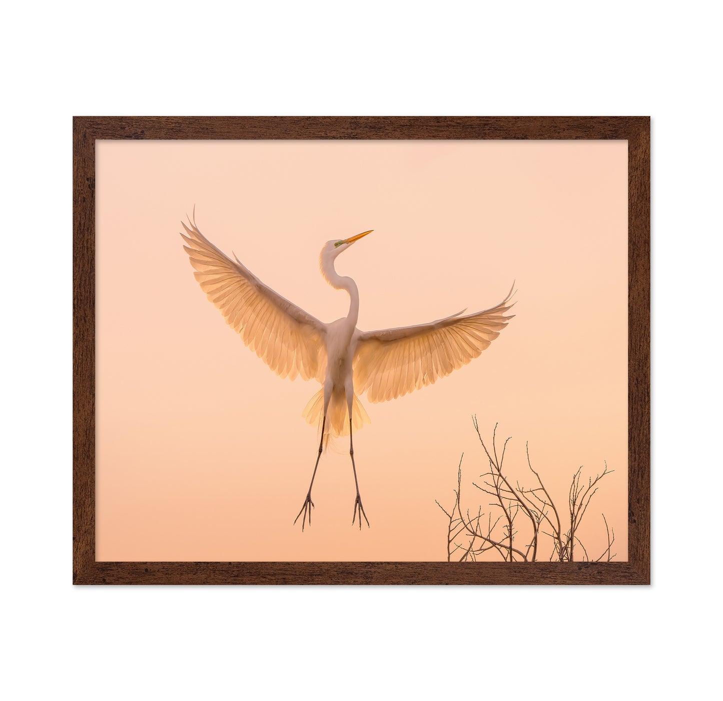 Golden Winged Egret
