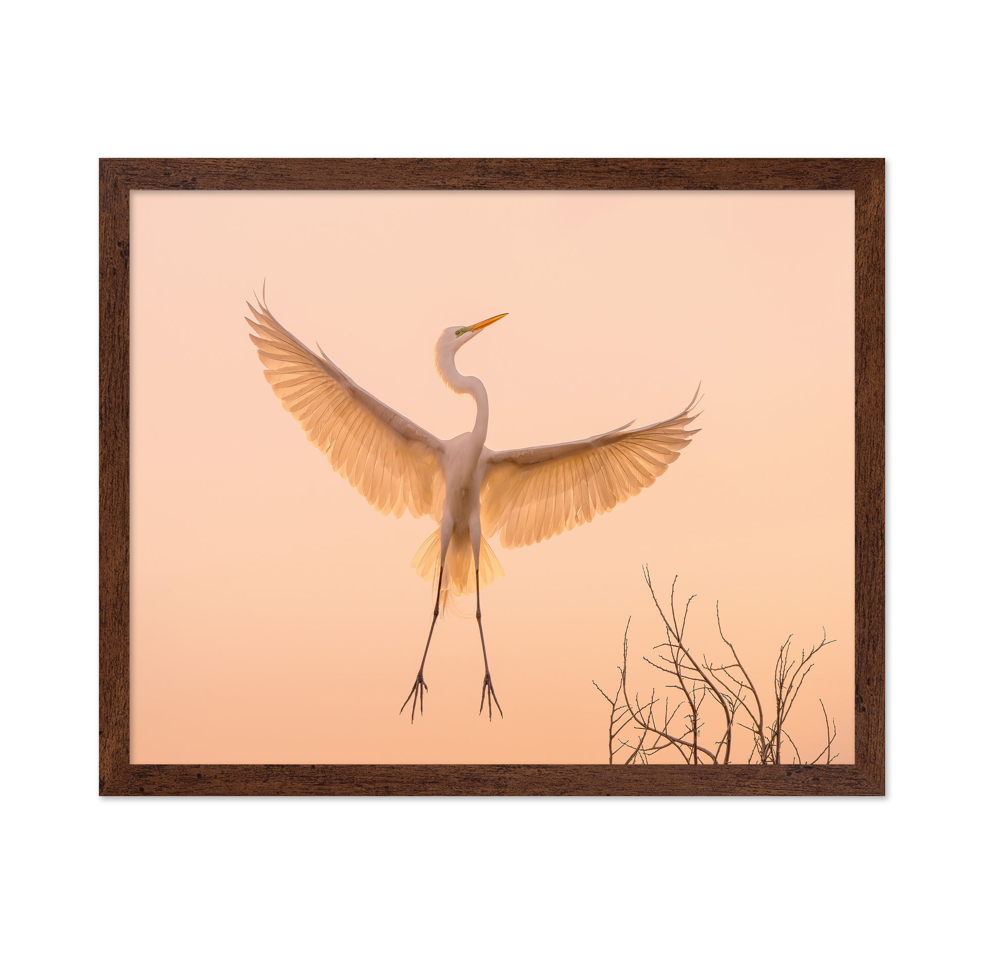 Golden Winged Egret