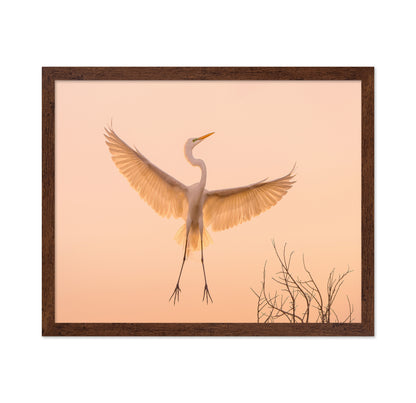 Golden Winged Egret